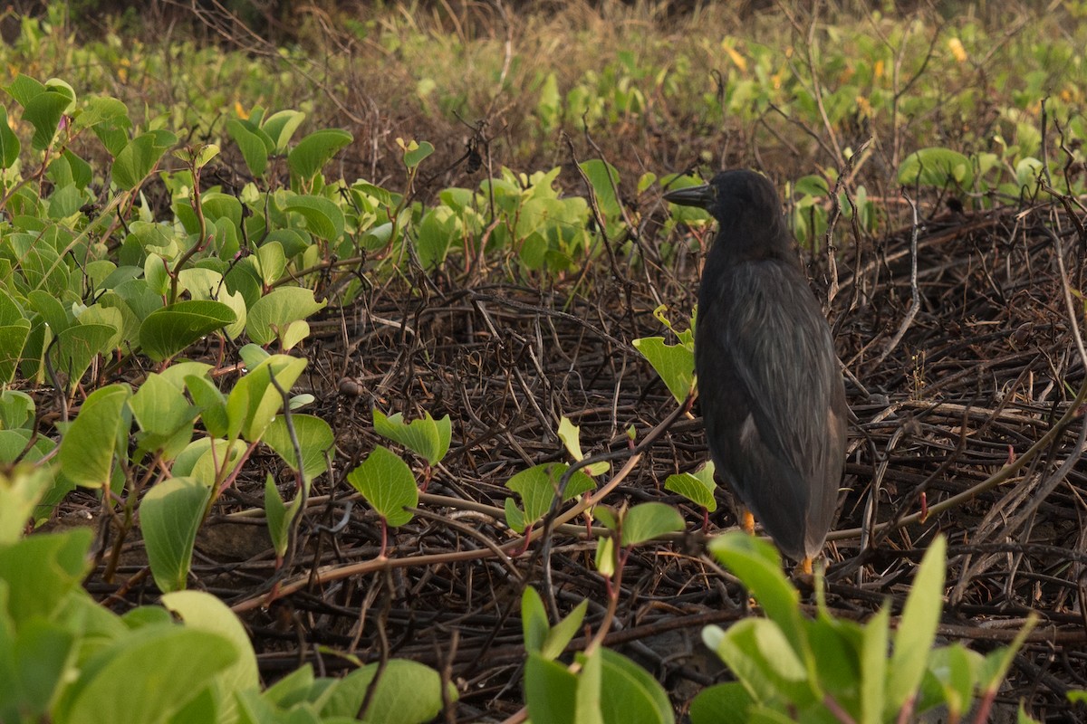 Lava Heron - ML645739565