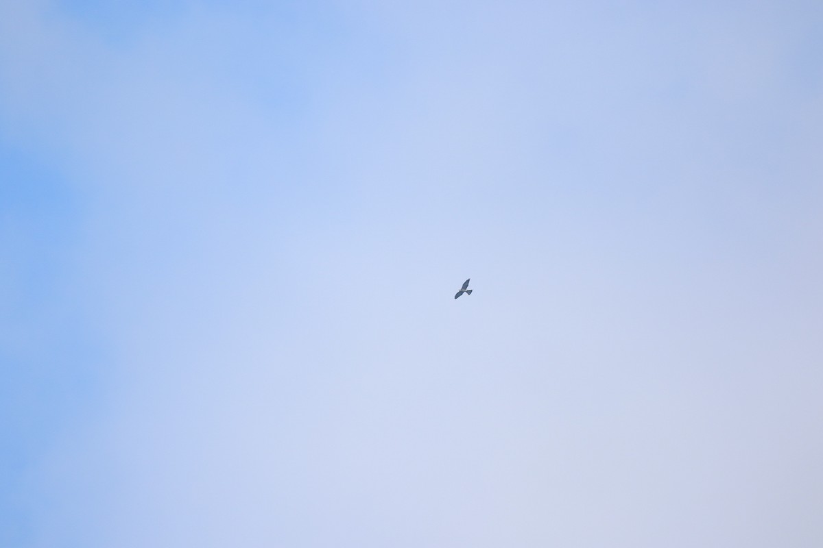 Mississippi Kite - ML645739566