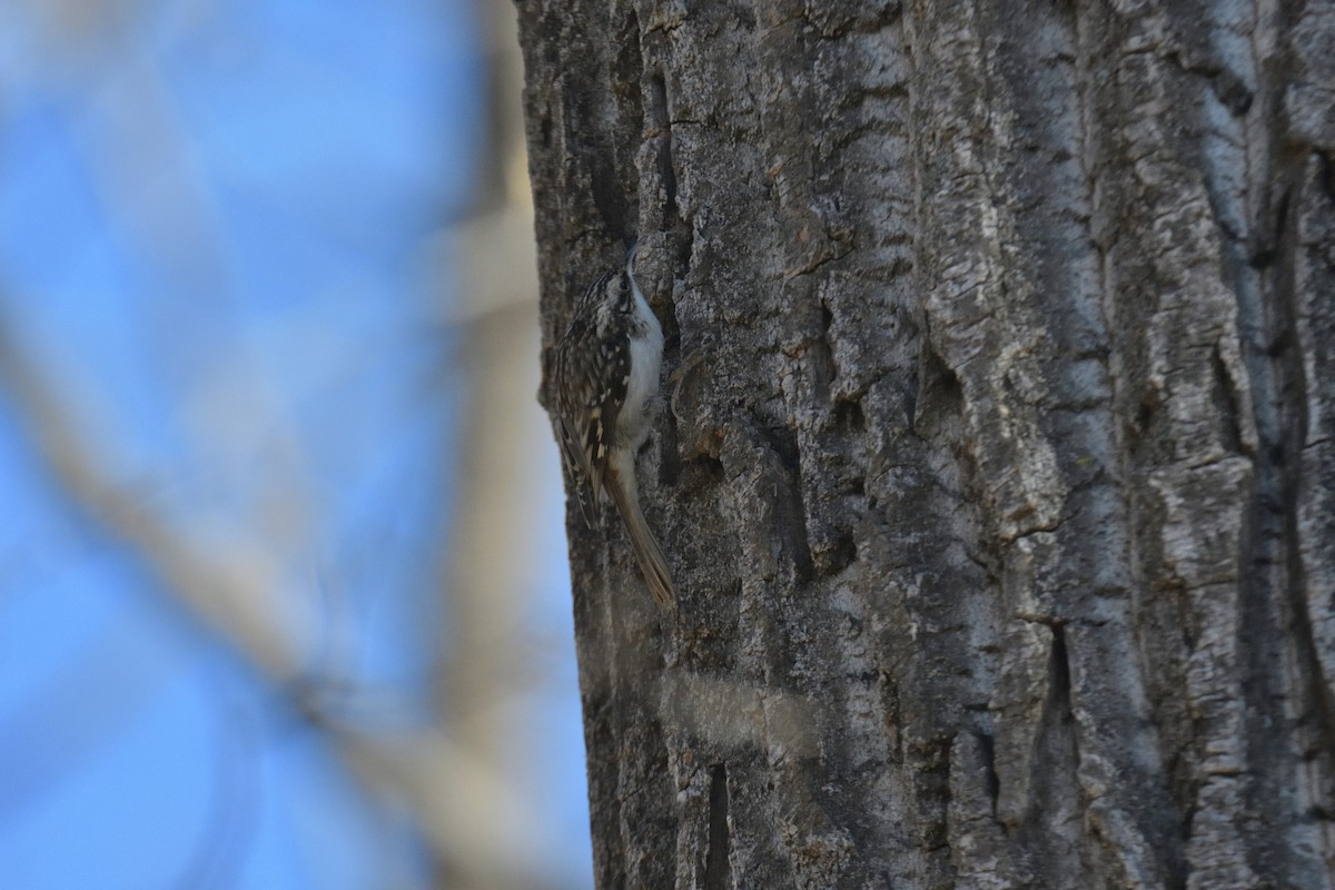 Brown Creeper - ML645739567