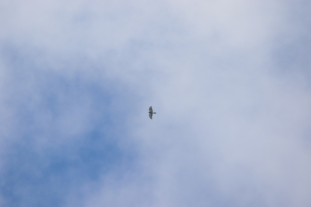 Double-toothed Kite - ML645739575