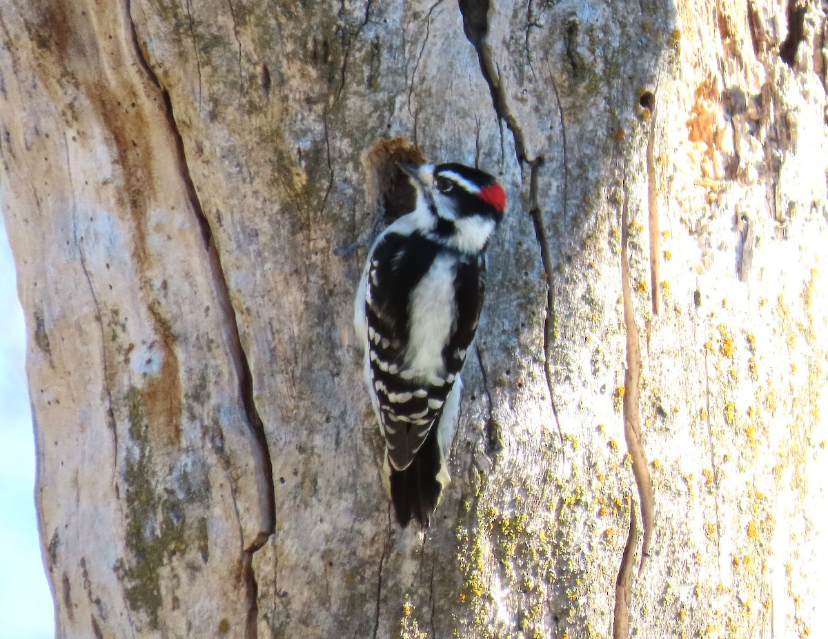 Downy Woodpecker - ML645739577