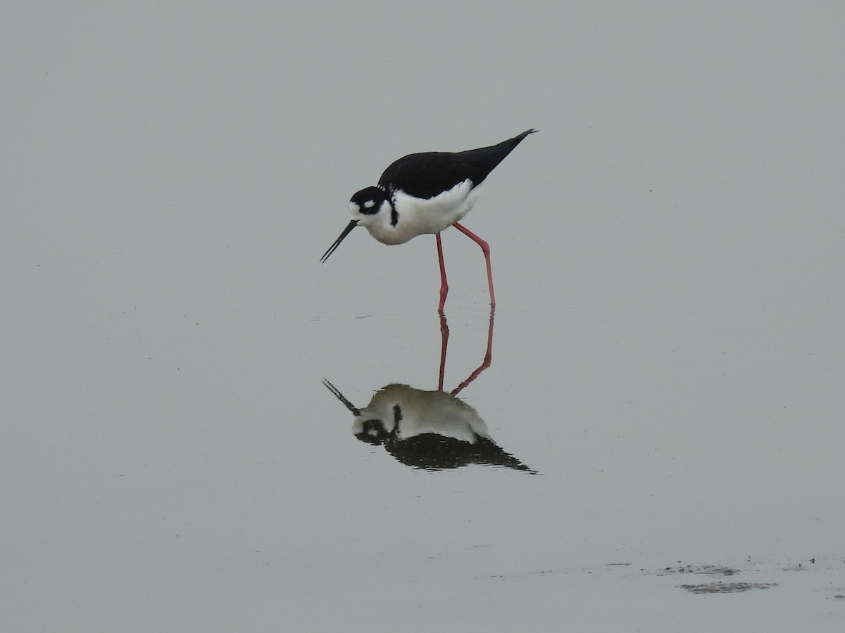 Black-necked Stilt - ML645739578