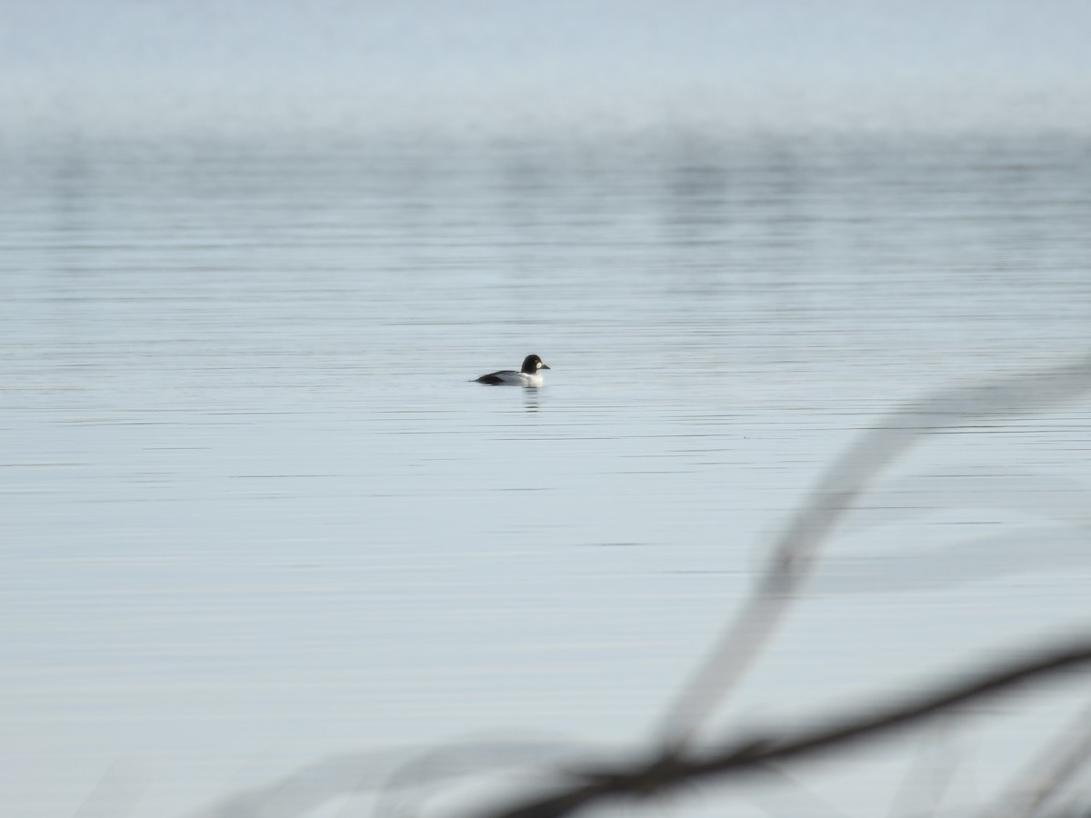 Garrot à oeil d'or - ML645739582