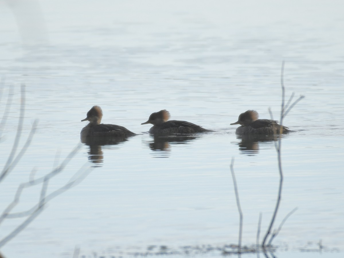 Harle couronné - ML645739589