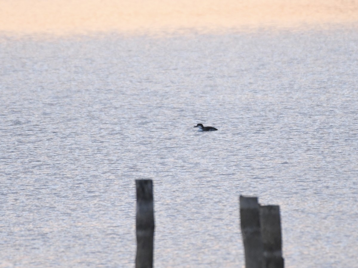 Plongeon huard - ML645739596