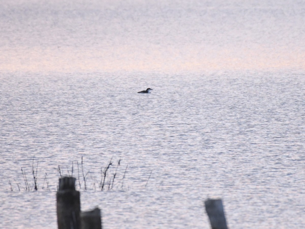 Plongeon huard - ML645739597