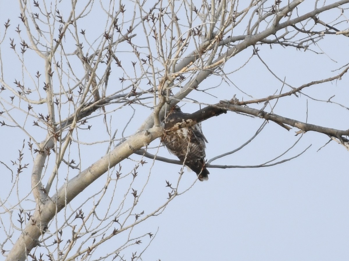 Buse à queue rousse - ML645739600