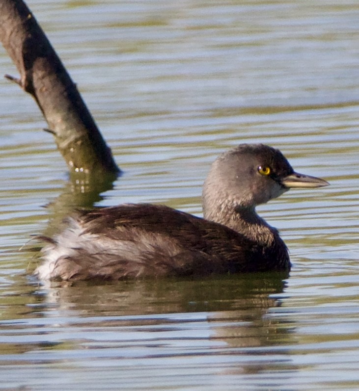 Least Grebe - ML645739611