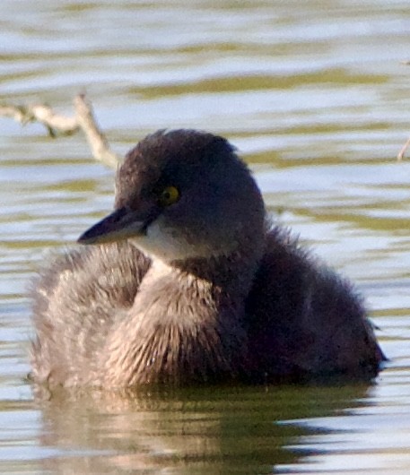 Least Grebe - ML645739612