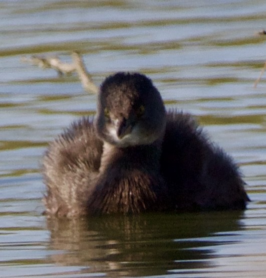 Least Grebe - ML645739613