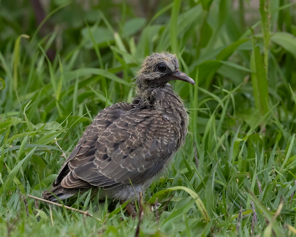 Eared Dove - ML645739614