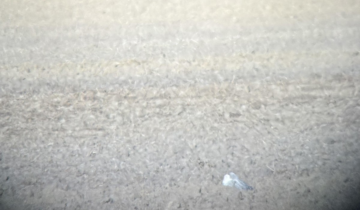 Snowy Owl - ML645739637