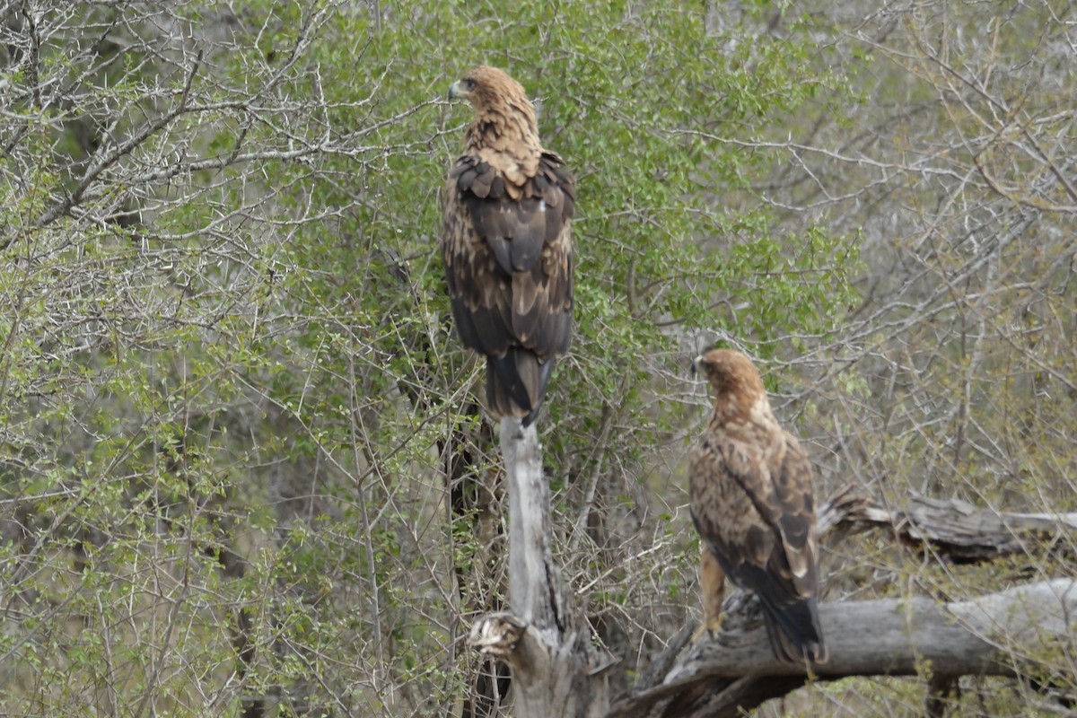 Tawny Eagle - ML645739639