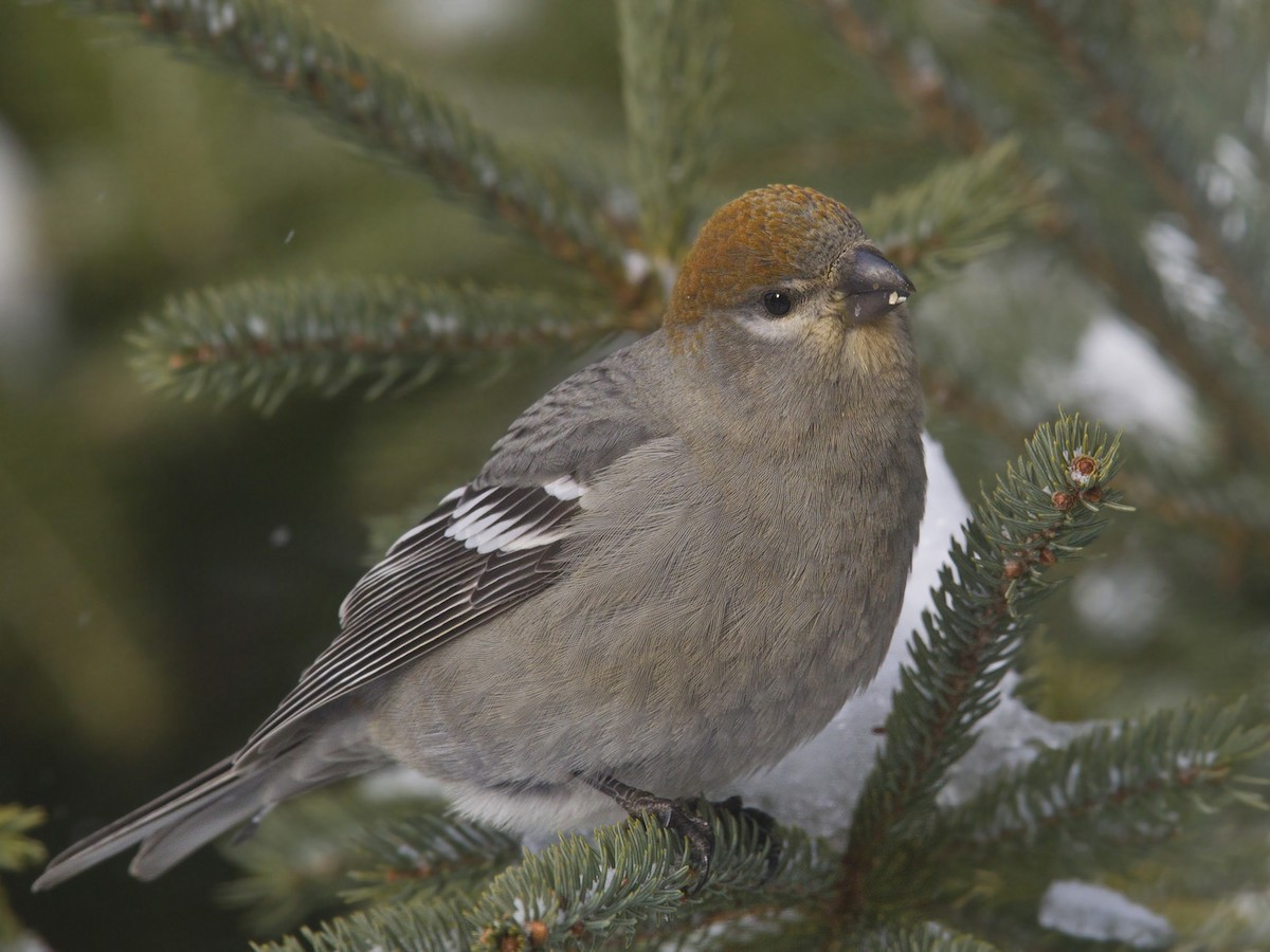 Tayga Çütresi - ML645739642