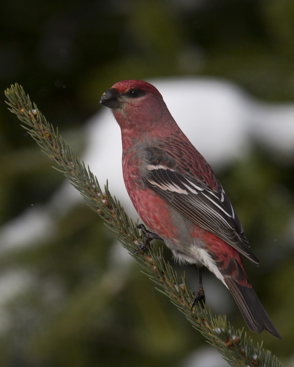 Tayga Çütresi - ML645739643