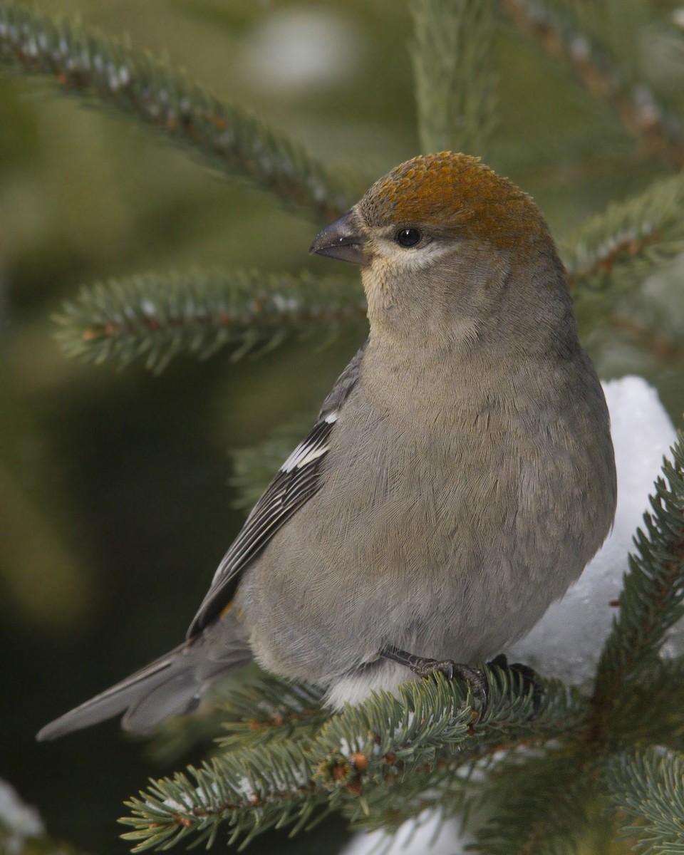 Tayga Çütresi - ML645739644