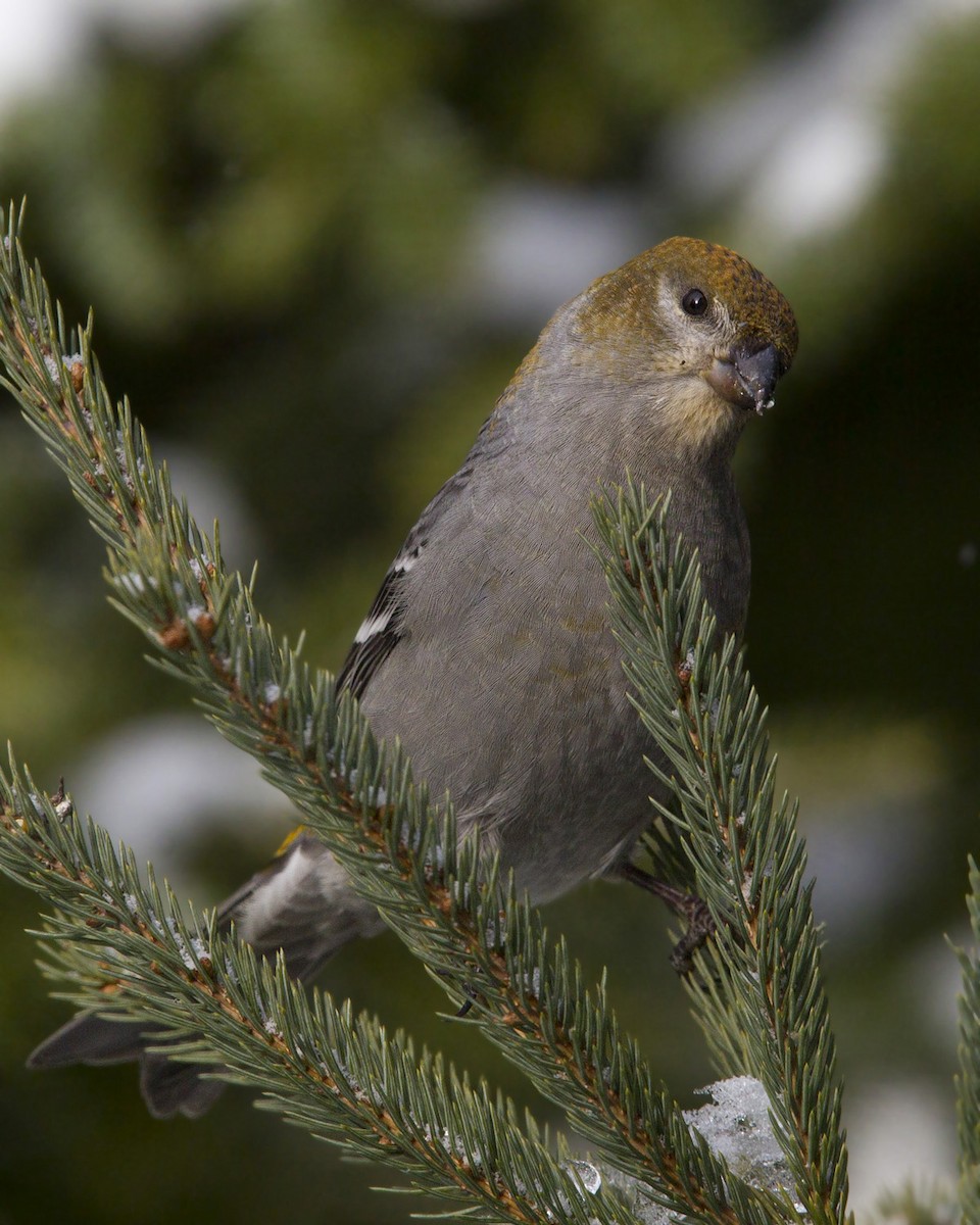 Tayga Çütresi - ML645739645