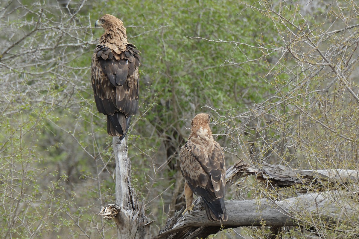 Tawny Eagle - ML645739654