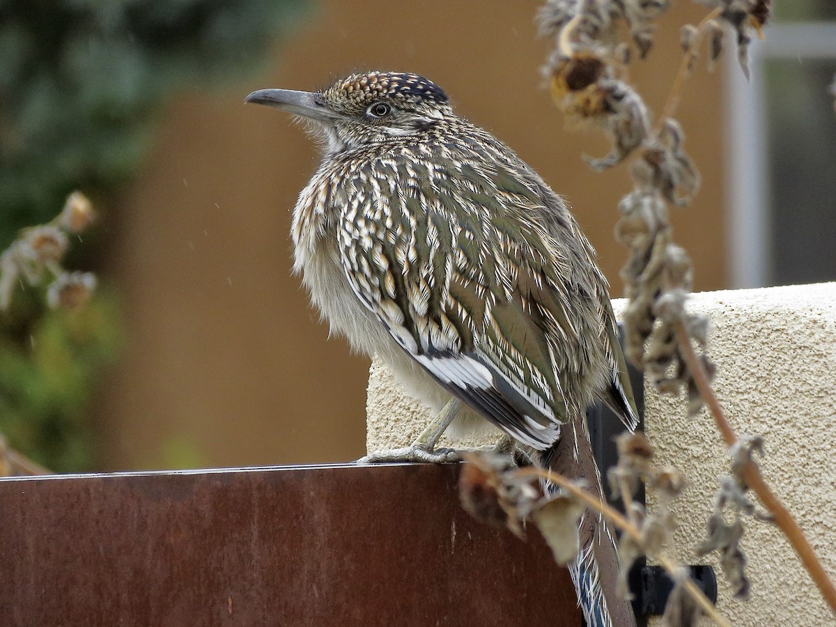 Greater Roadrunner - ML645739660
