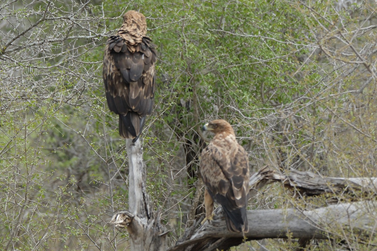 Tawny Eagle - ML645739678