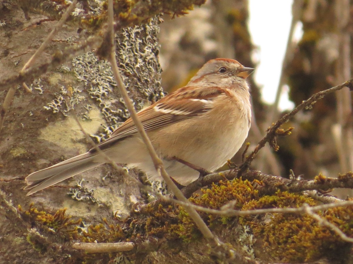 American Tree Sparrow - ML645739684