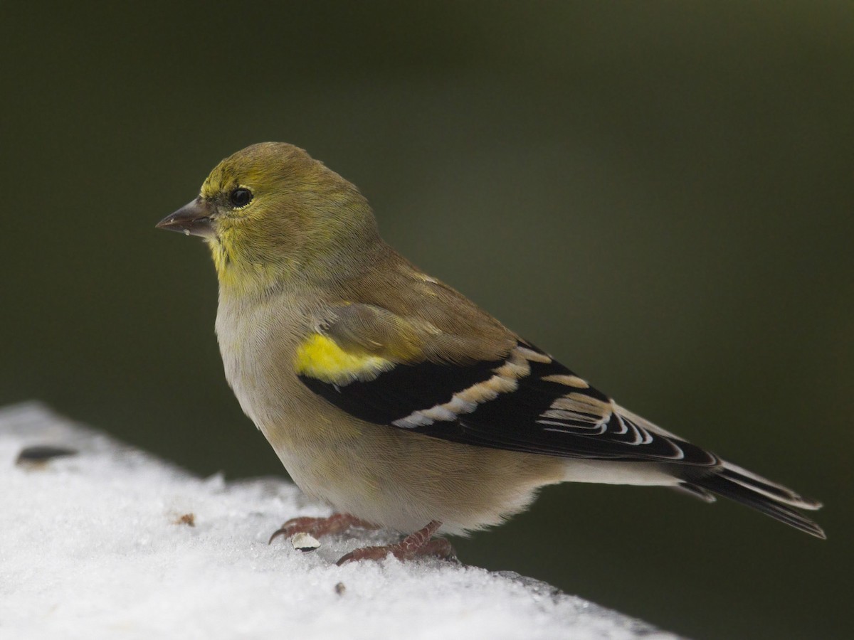 American Goldfinch - ML645739692