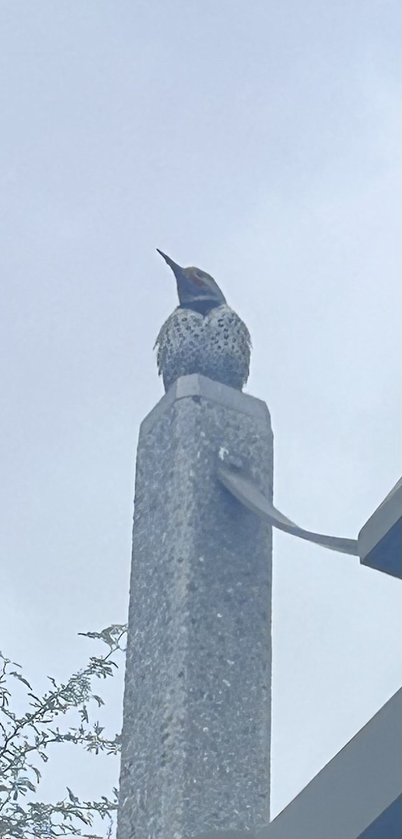 キツツキ科 - ML645739694