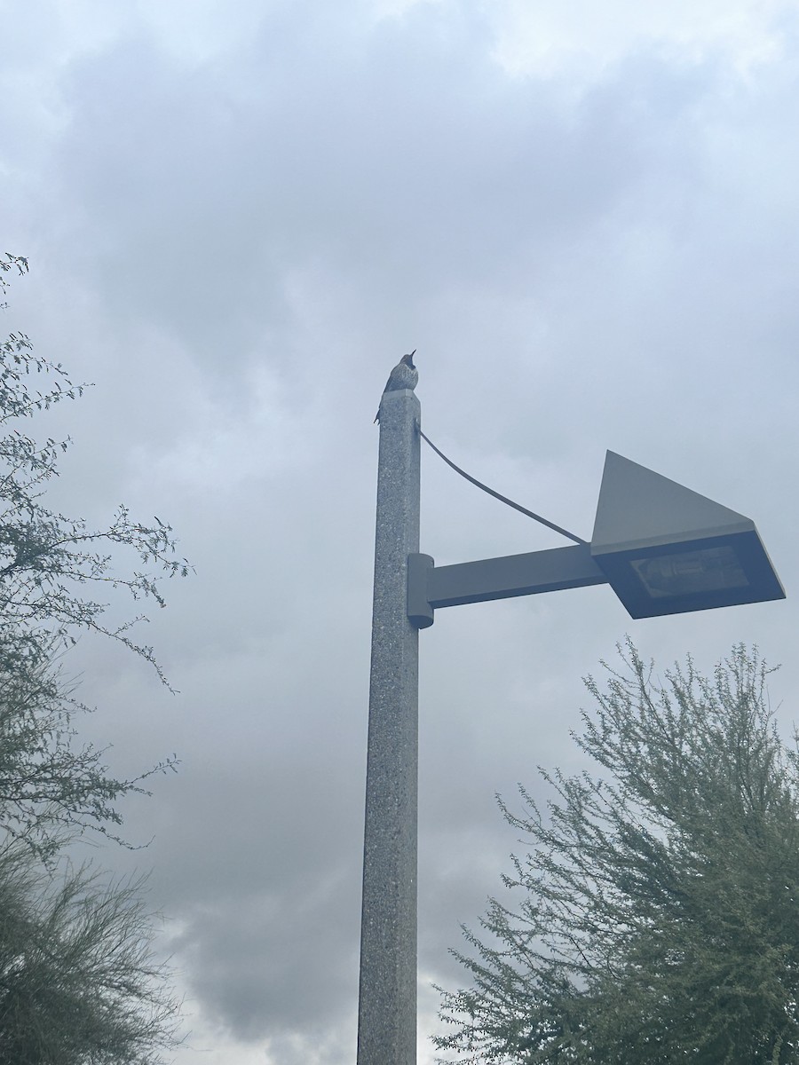 キツツキ科 - ML645739695