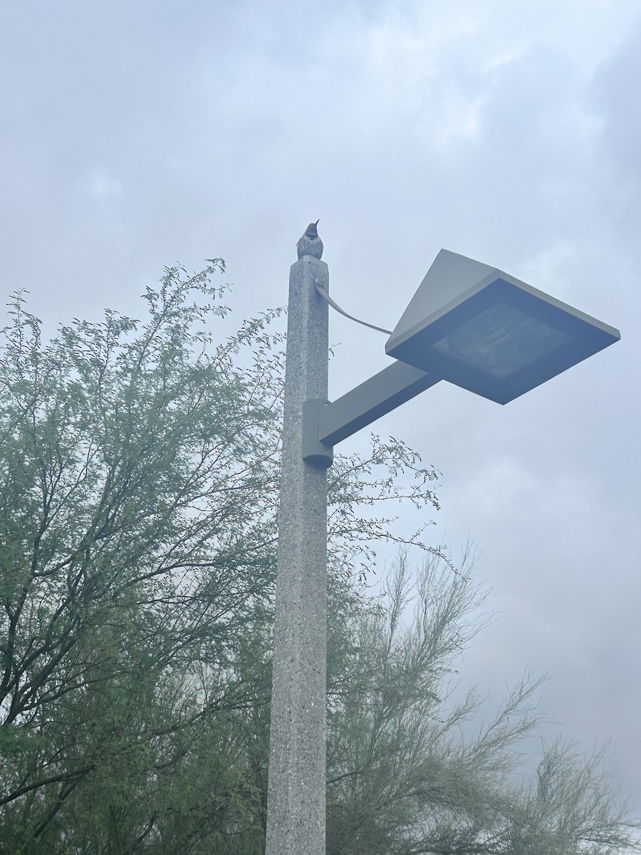 キツツキ科 - ML645739696