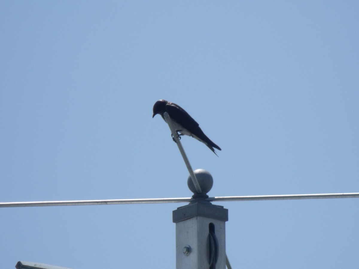 Purple Martin - ML645739708