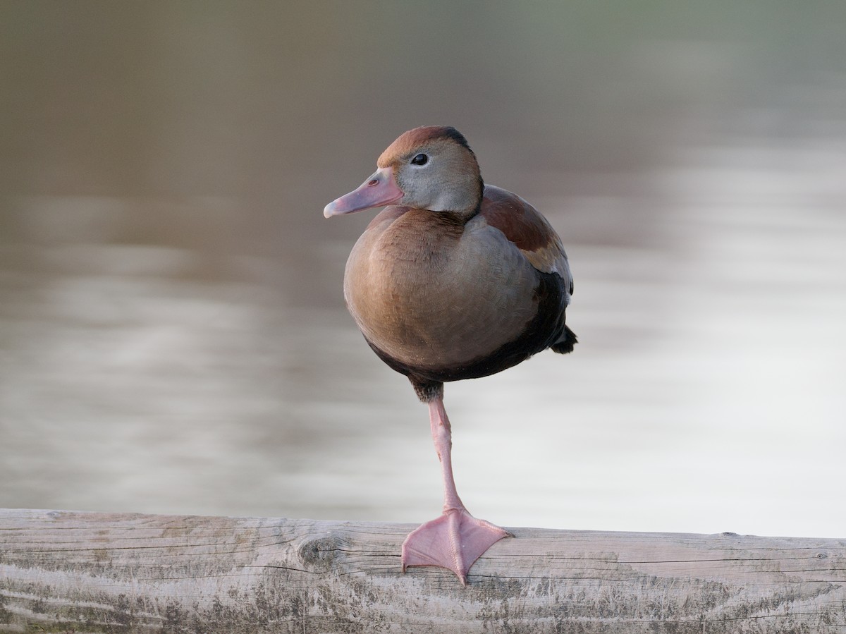 Black-bellied Whistling-Duck - ML645739723