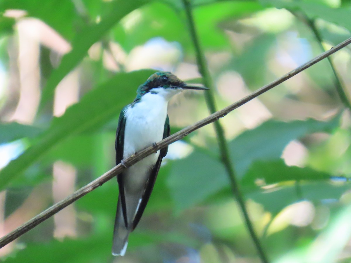 Purple-crowned Fairy - ML645739728