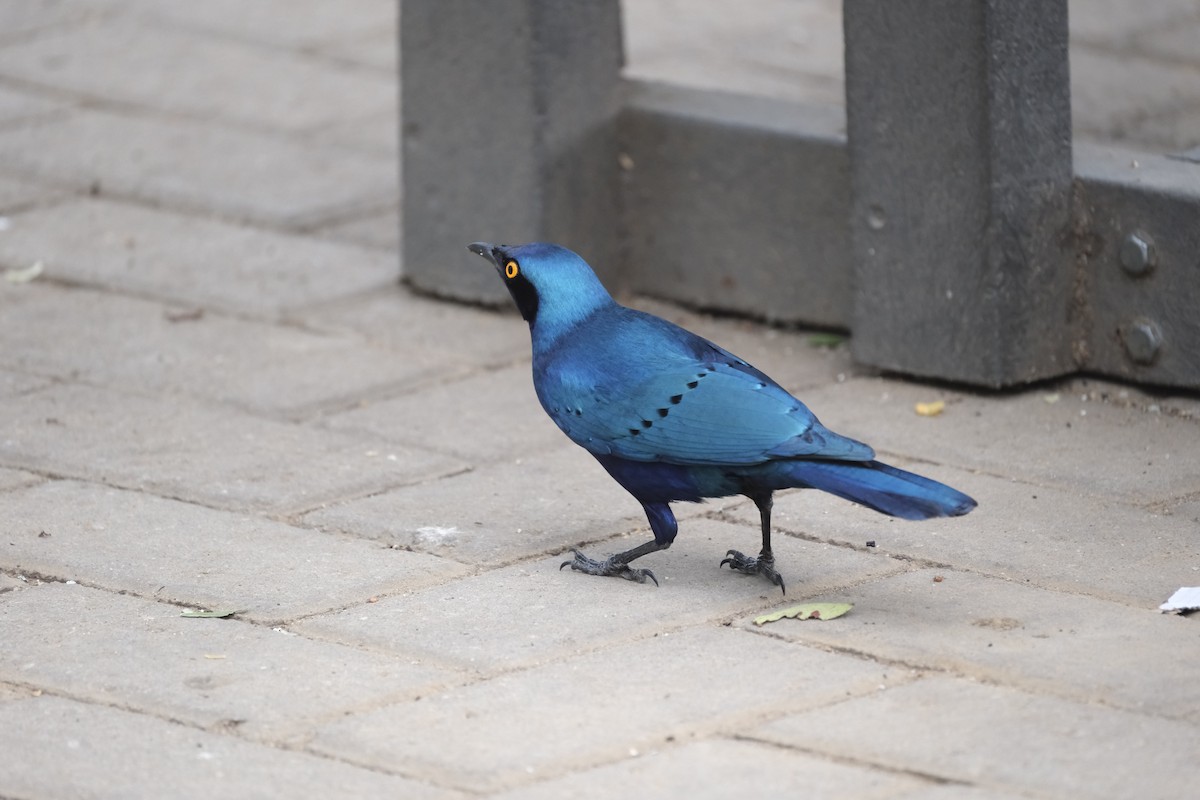 Cape Starling - ML645739731