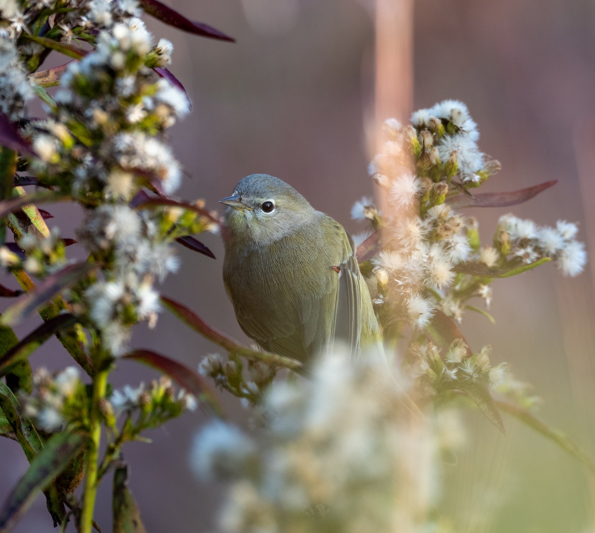 Orange-crowned Warbler - ML645739732