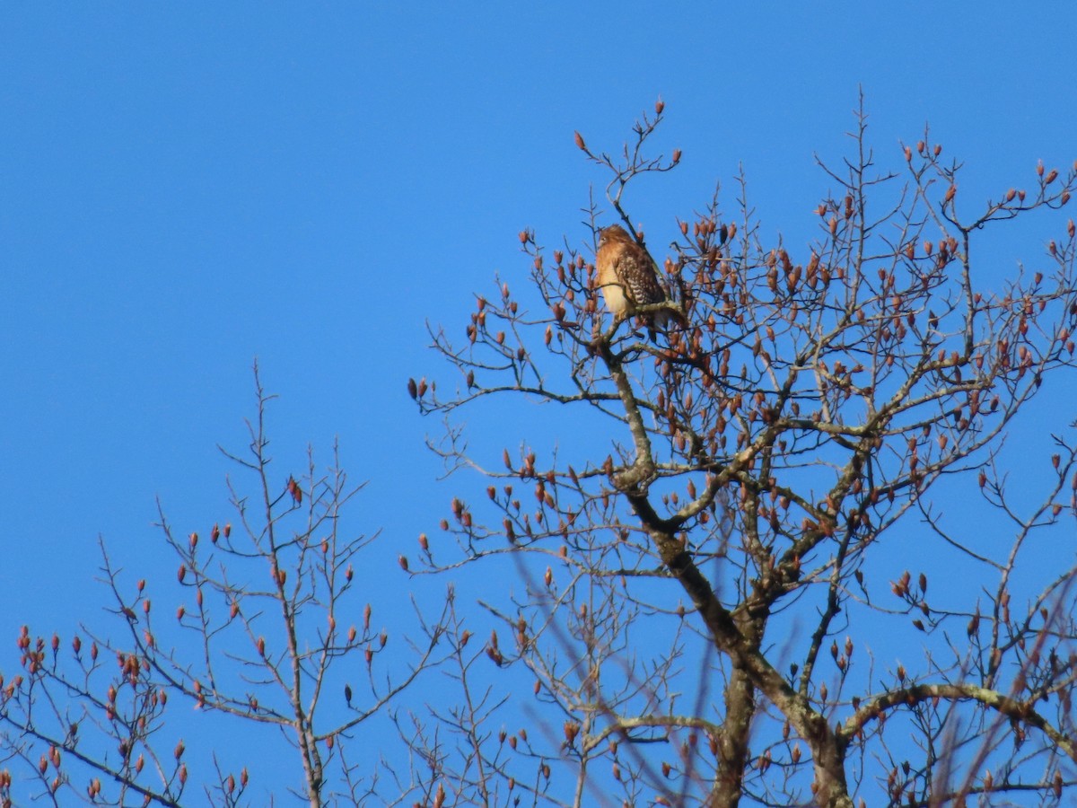 Red-shouldered Hawk - ML645739735