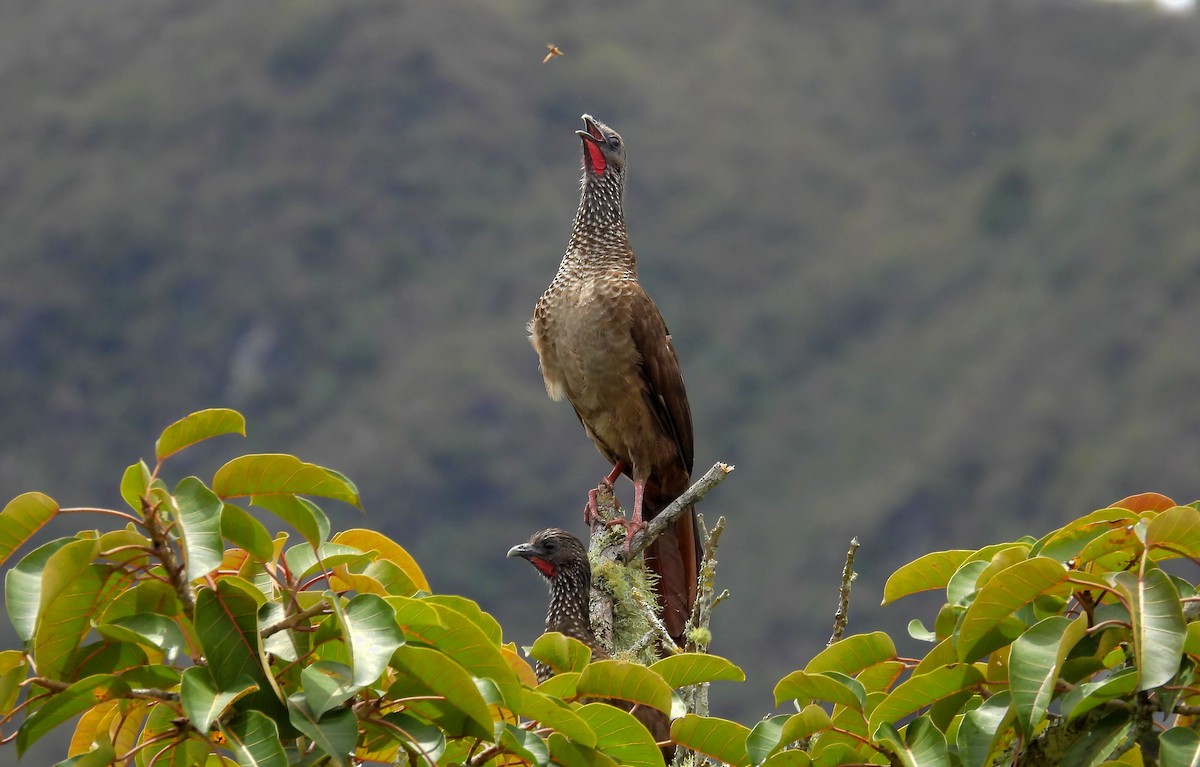 Speckled Chachalaca - ML645739740