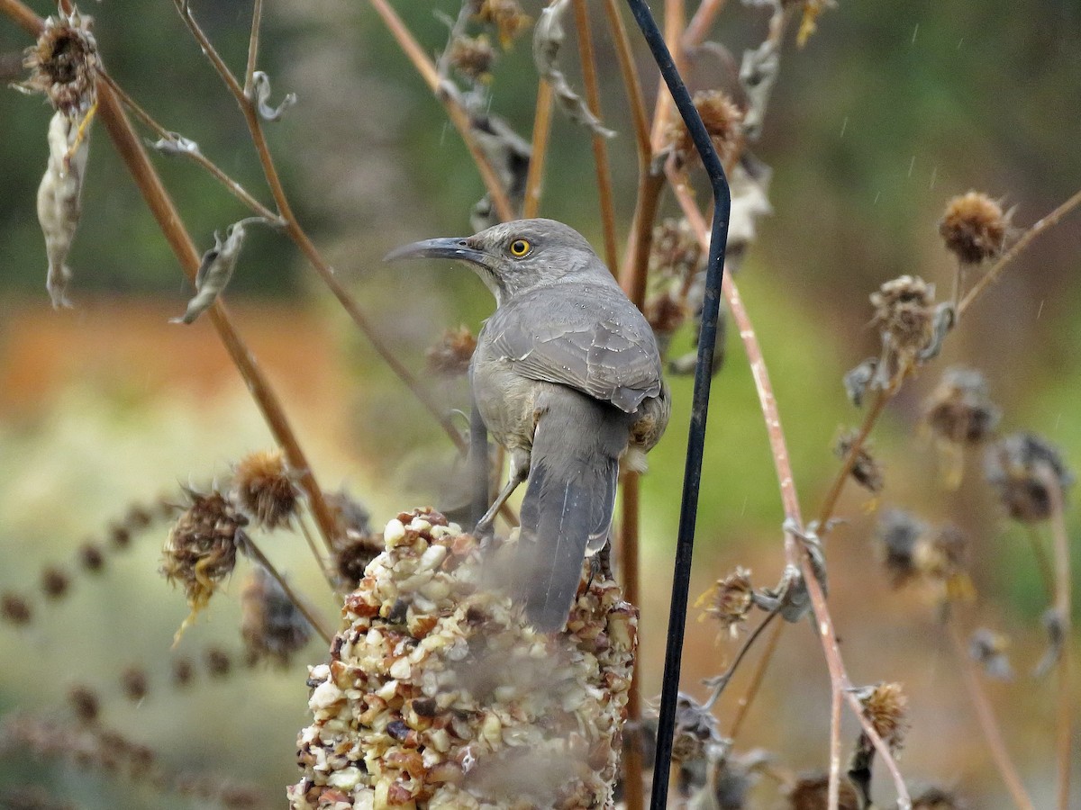 Curve-billed Thrasher - ML645739742