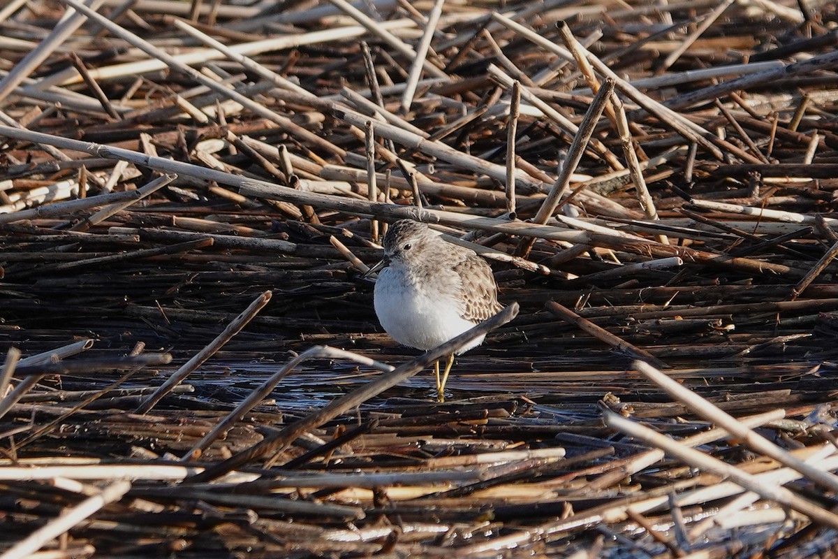 Gambecchio americano - ML645739743