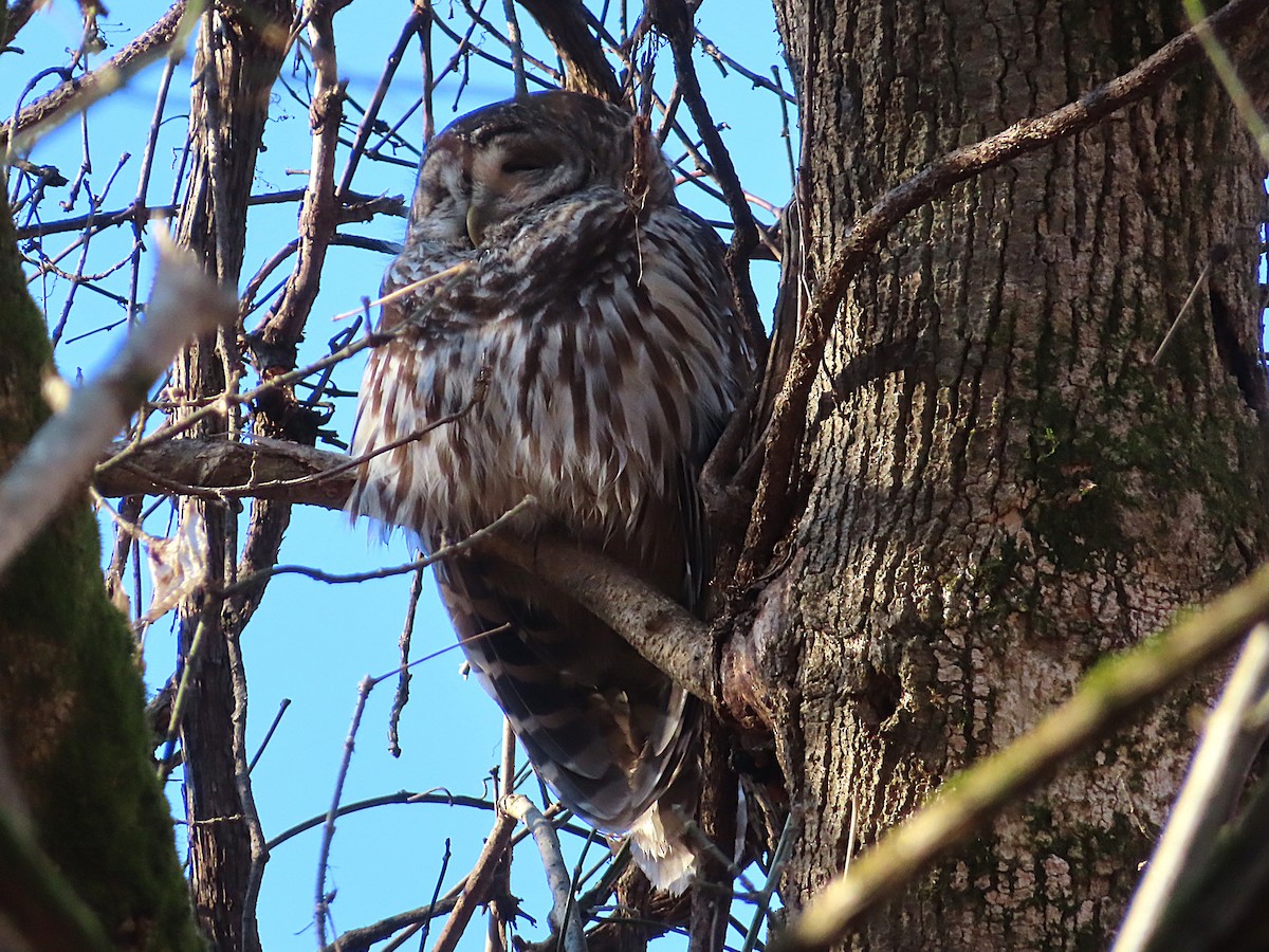 Barred Owl - ML645739744