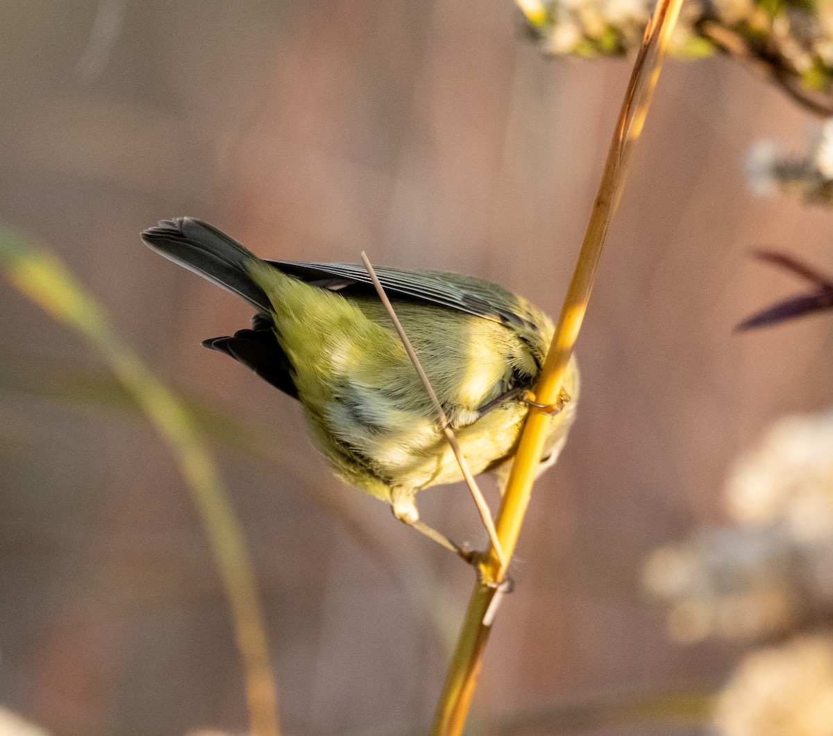 Orange-crowned Warbler - ML645739745