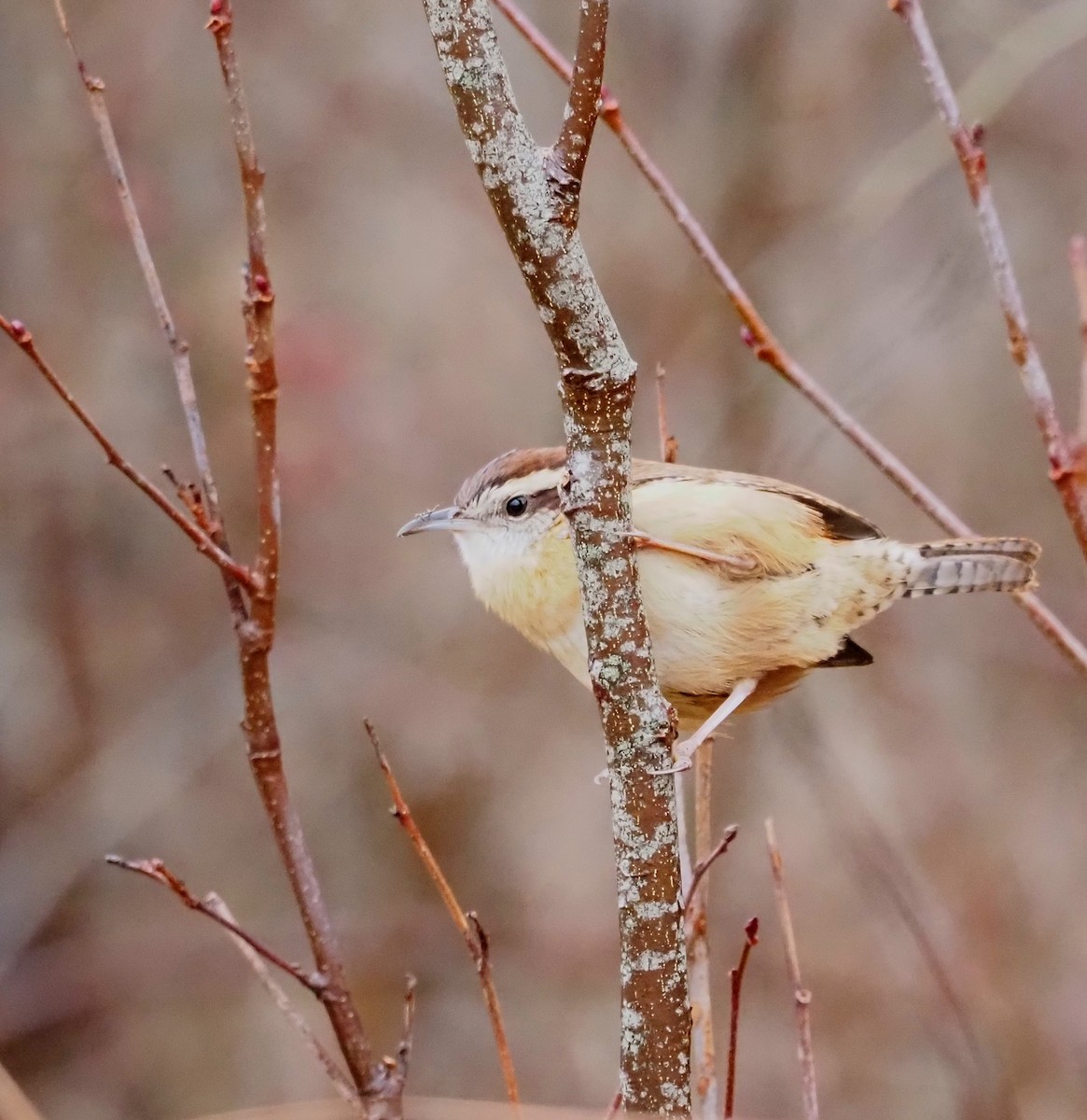 Carolina Wren - ML645739748
