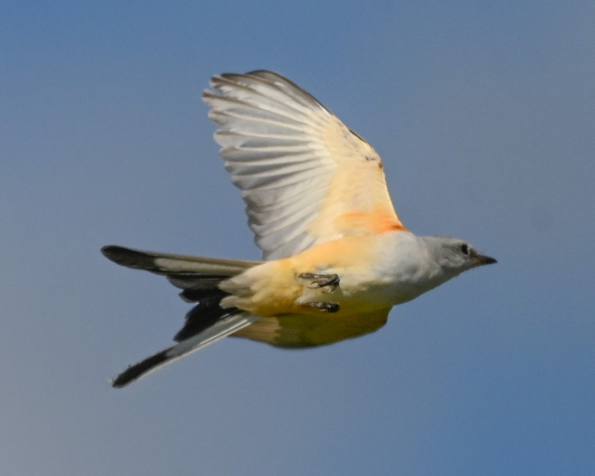 Scissor-tailed Flycatcher - ML645739749