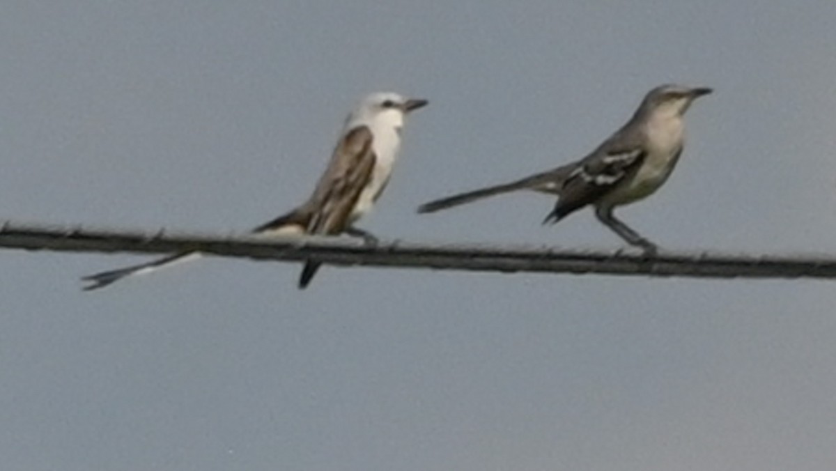 Scissor-tailed Flycatcher - ML645739750