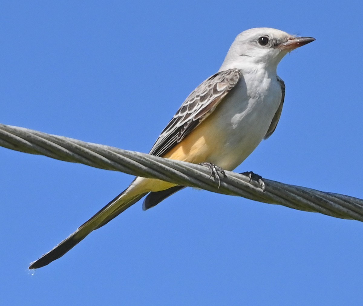 Scissor-tailed Flycatcher - ML645739751