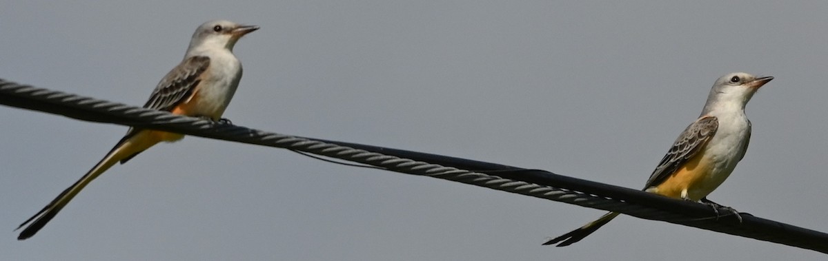 Scissor-tailed Flycatcher - ML645739752