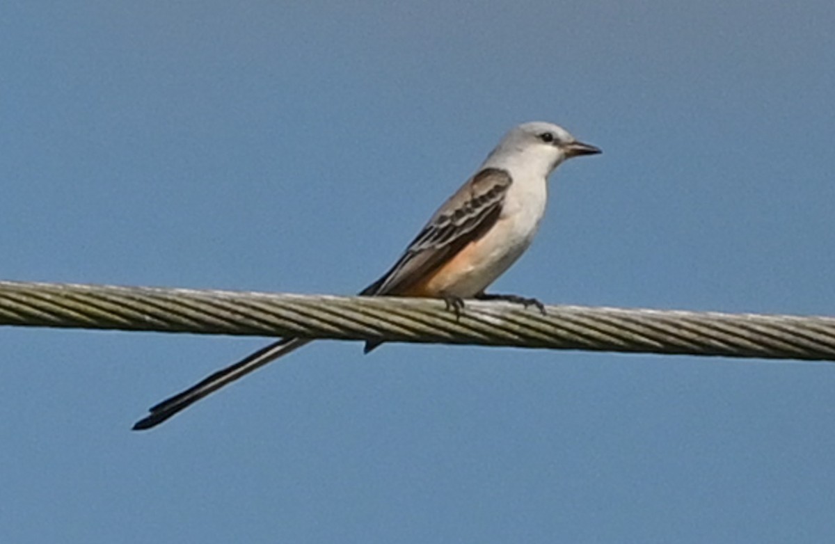 Scissor-tailed Flycatcher - ML645739753