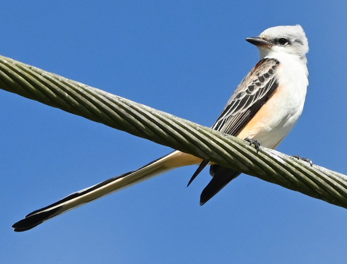 Scissor-tailed Flycatcher - ML645739754