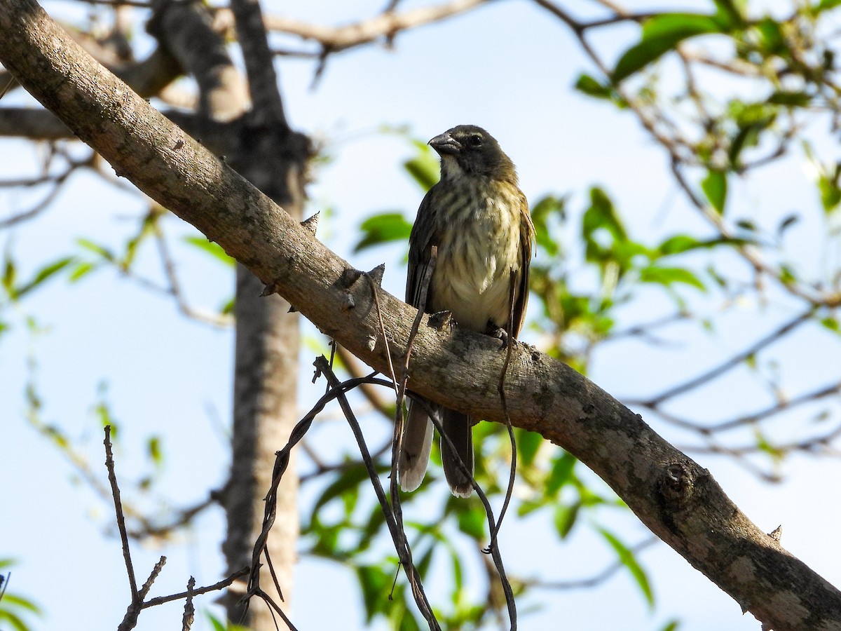 Streaked Saltator - ML645739755