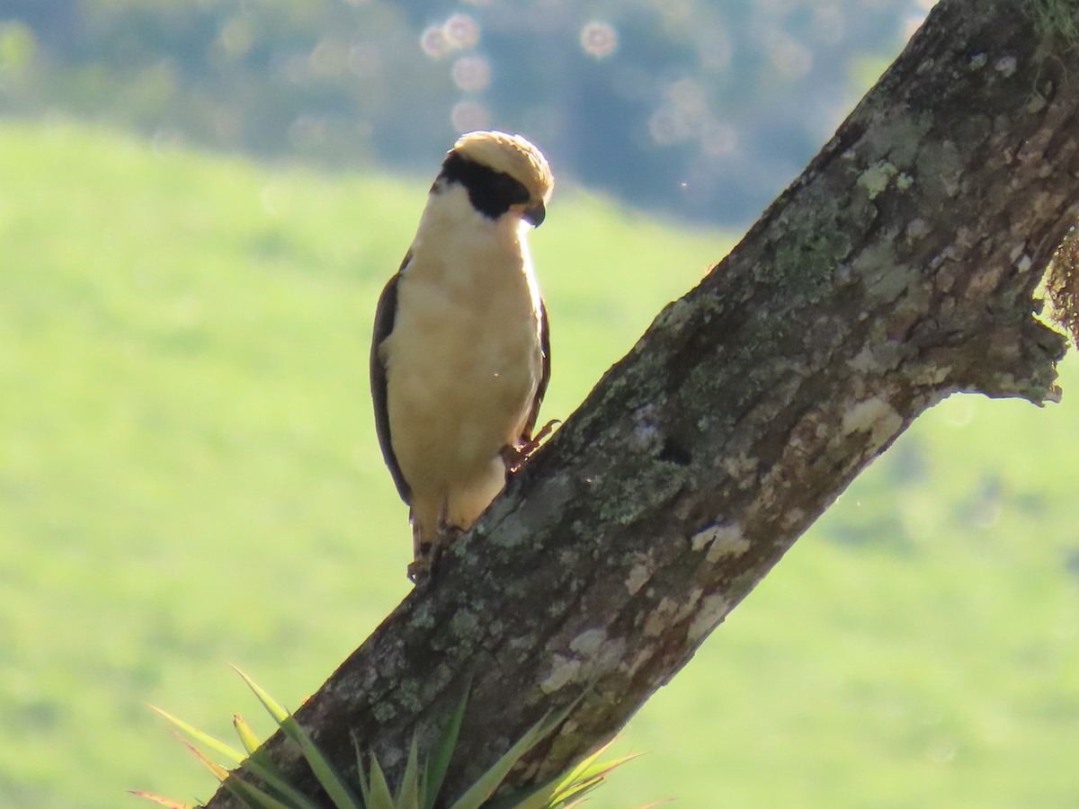 Laughing Falcon - ML645739756