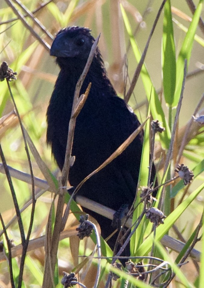 Groove-billed Ani - ML645739757